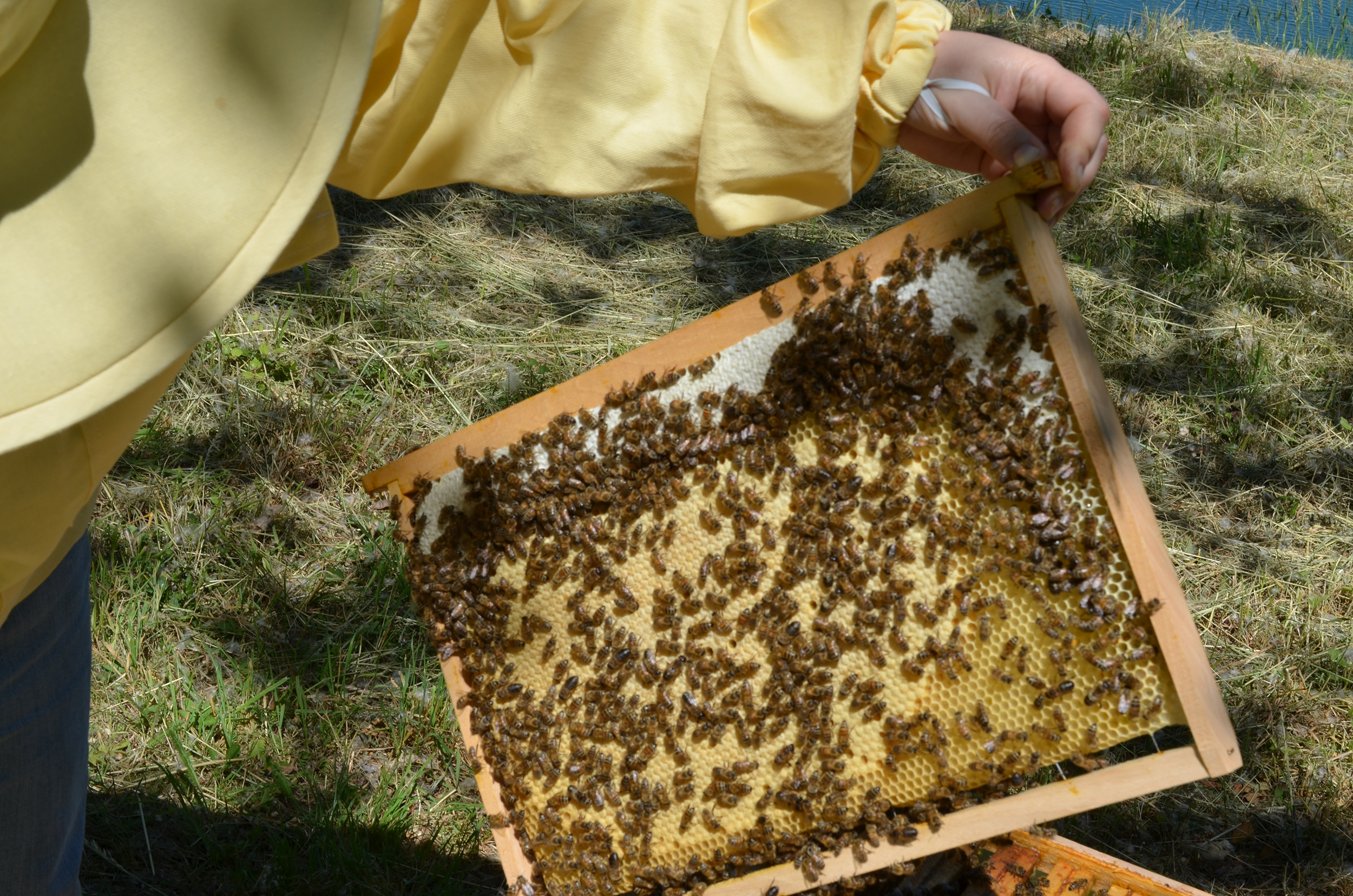 Un cadre de ruche rempli de couvain et d'abeilles